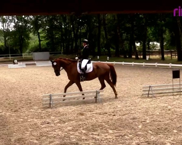Reitturnier Heiden 2020