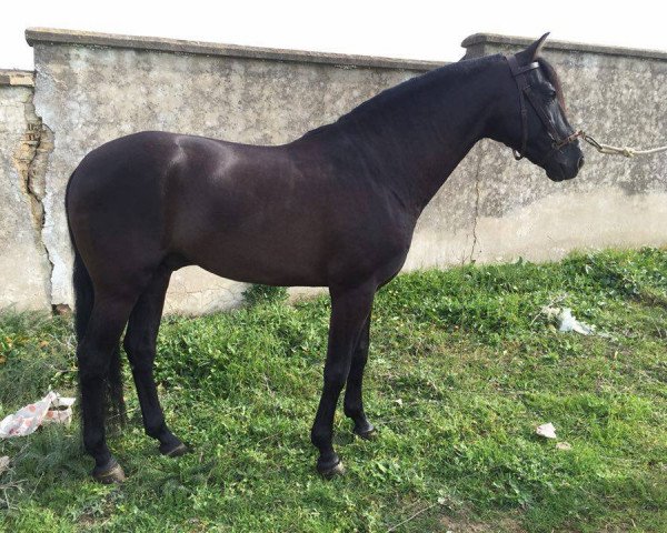 Pferd Zepelin (Pura Raza Espanola (PRE), 2005)