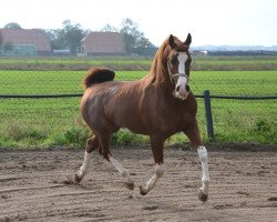 Deckhengst Nizar V.S. ox (KWPN (Niederländisches Warmblut), 2008, von Nasarx ox)