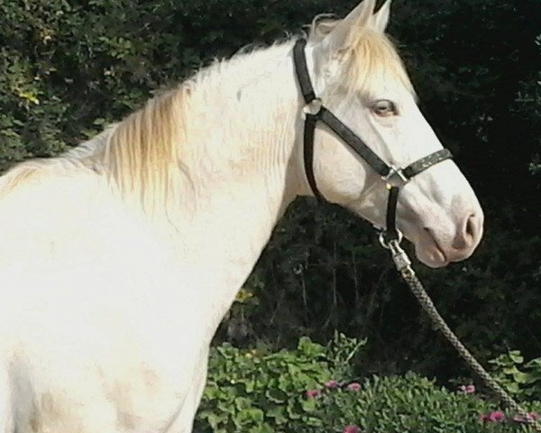 horse ASFAR SAHIB (Lusitano, 2012)