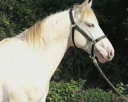 horse Asfar Sahib (Lusitano, 2012)