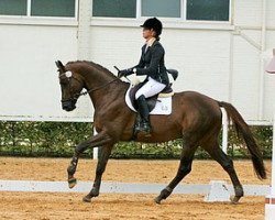 stallion Painter's Maxim (Trakehner, 2010, from Phlox)