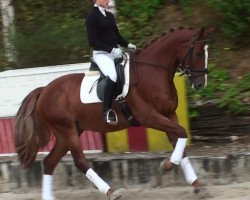 dressage horse Kairo HL (Rhinelander, 2007, from Kaiser Karl)