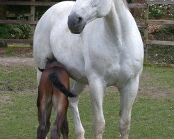 broodmare Liebeslied (Oldenburg, 1985, from Louvre)