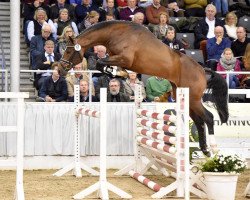 stallion Sportivo (Hanoverian, 2012, from Stolzenberg)