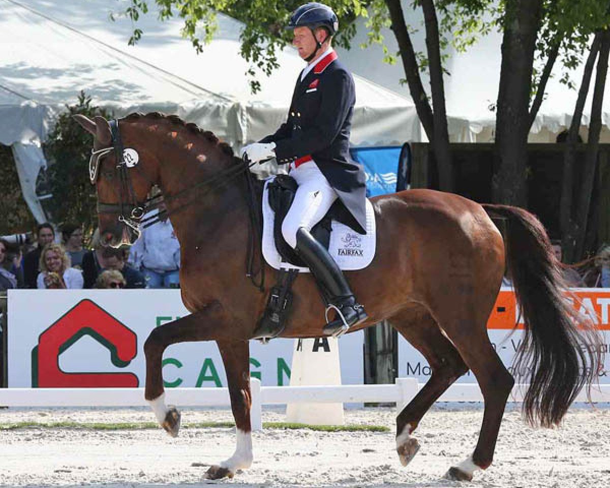 dressage horse Dv Stenkjers Nadonna (Danish Warmblood, 1998, from Donnerschlag)