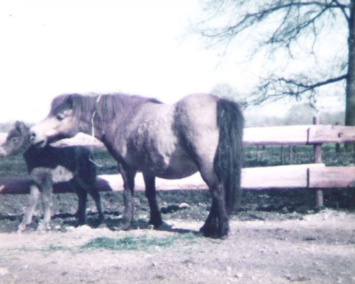 broodmare Jacoba von Bairawies (Shetland Pony, 1969, from Putzig)