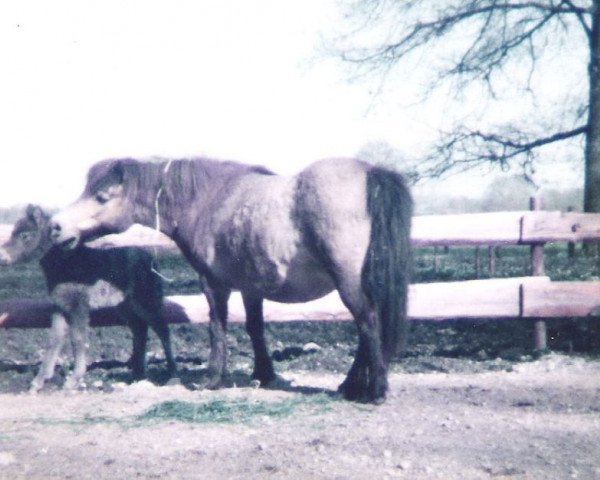 Zuchtstute Jacoba von Bairawies (Shetland Pony, 1969, von Putzig)