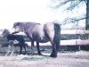 broodmare Jacoba von Bairawies (Shetland Pony, 1969, from Putzig)