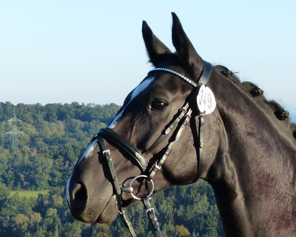 dressage horse Shogetto 2 (Oldenburg, 2011, from Semper)