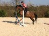 jumper Charmeur 418 (German Riding Pony, 2009, from Chicco's Boy)