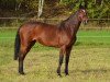 broodmare Waterkant S (Holsteiner, 2006, from Cassini I)