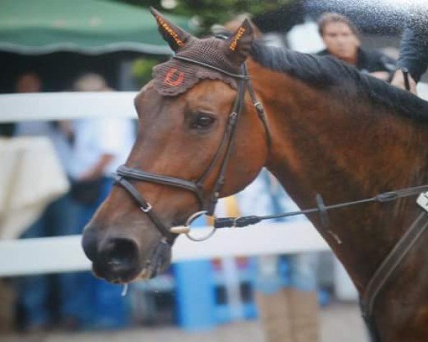 jumper Salino 44 (KWPN (Royal Dutch Sporthorse), 2003, from VDL Sheraton)