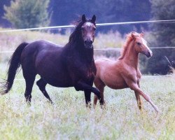 broodmare Vanessa (German Riding Pony, 1989, from Vulkan)