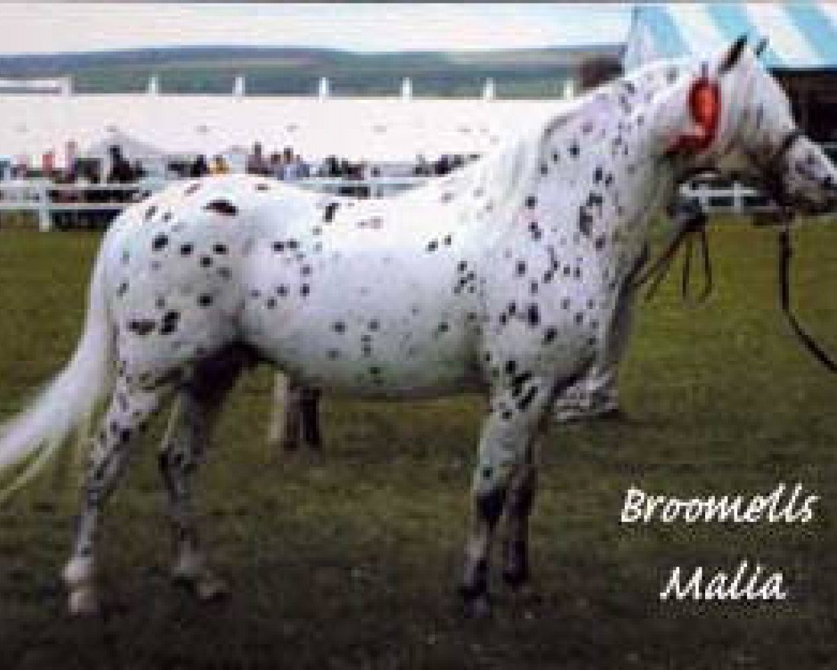 Deckhengst Broomells Malia (British Spotted Pony, 1991, von Haw Merlin Brich)