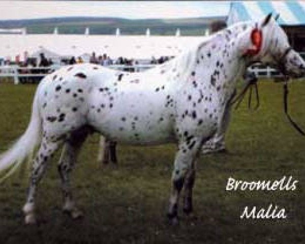 stallion Broomells Malia (British Spotted Pony, 1991, from Haw Merlin Brich)