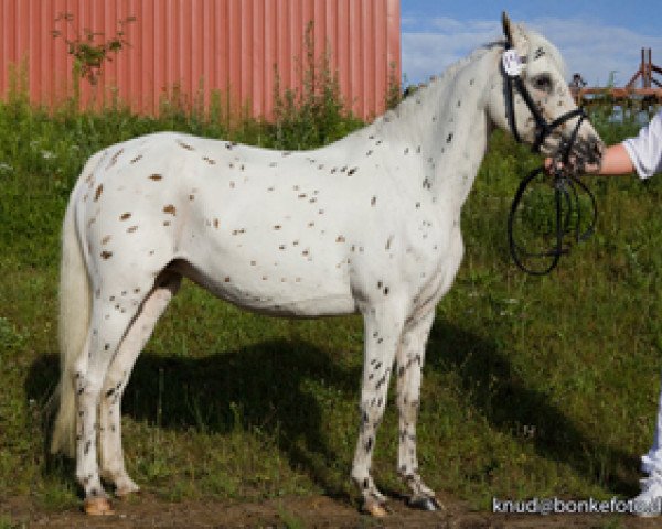 broodmare Broomells Mannequin (Knabstrupper, 2001, from Broomells Malia)