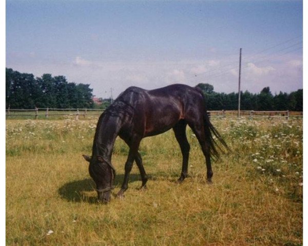 stallion Yealand Vandal (British Riding Pony, 1983, from Cilwych Frantic)