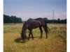 Deckhengst Yealand Vandal (British Riding Pony, 1983, von Cilwych Frantic)