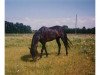 stallion Yealand Vandal (British Riding Pony, 1983, from Cilwych Frantic)