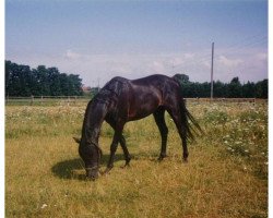 stallion Yealand Vandal (British Riding Pony, 1983, from Cilwych Frantic)