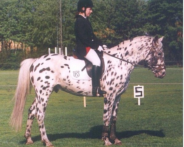 stallion Norkrons Lotus (Knabstrupper, 1992, from Yealand Vandal)