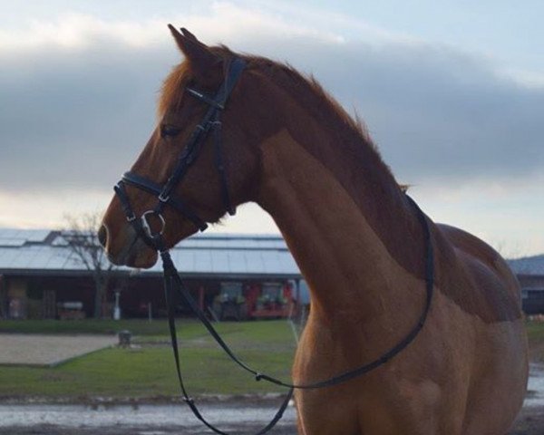 Dressurpferd Merlin 1726 (Pony ohne Rassebezeichnung, 2010)