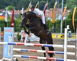 stallion King of Queens (Württemberger, 2011, from Kannan)