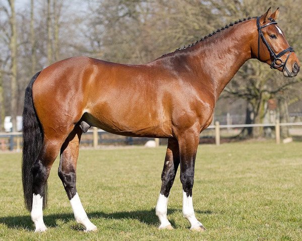 stallion Viva Vulkano (German Sport Horse, 2012, from Vulkano 10)