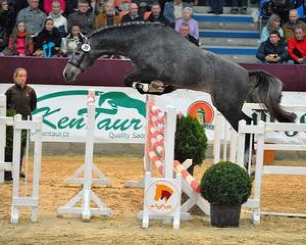 stallion Cornfire (German Sport Horse, 2012, from Colestus)
