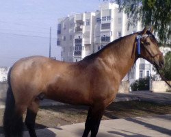 horse Cordoba (Pura Raza Espanola (PRE), 2009)