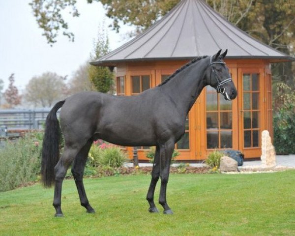 stallion Buenos Dias 6 (Oldenburg, 2011, from Bordeaux 28)