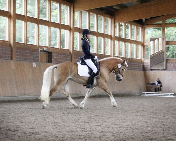 Dressurpferd Gilli (Haflinger, 2004, von Sternkämpfer (0,39% ox))