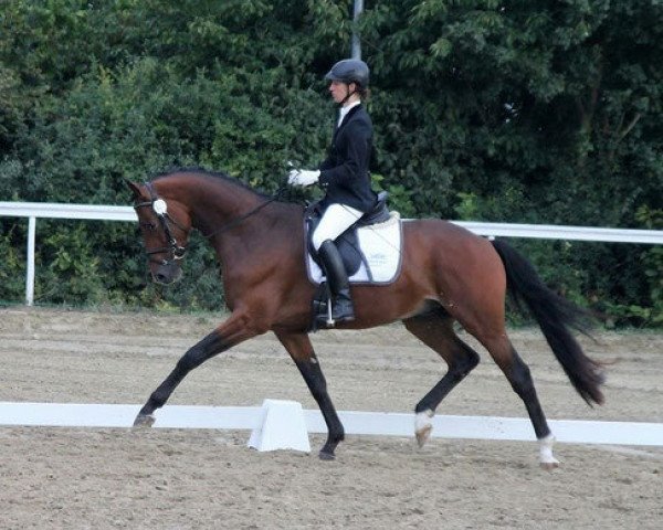 stallion Unicato (Trakehner, 2012, from All Inclusive)