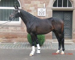 stallion McD Quality Lad (Zweibrücken, 2012, from Quaterback)