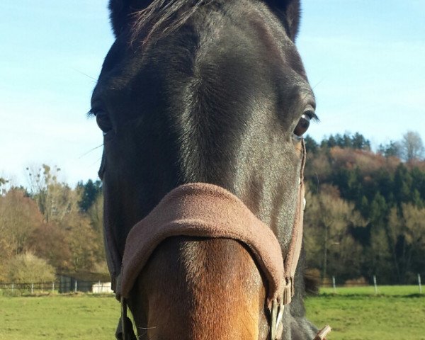 dressage horse Soñadora W (Hanoverian, 2012, from Surprice)