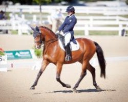 dressage horse Verdicci (KWPN (Royal Dutch Sporthorse), 2002, from Krack C)