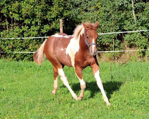 horse Trus Painted Love (Paint Horse, 2015)