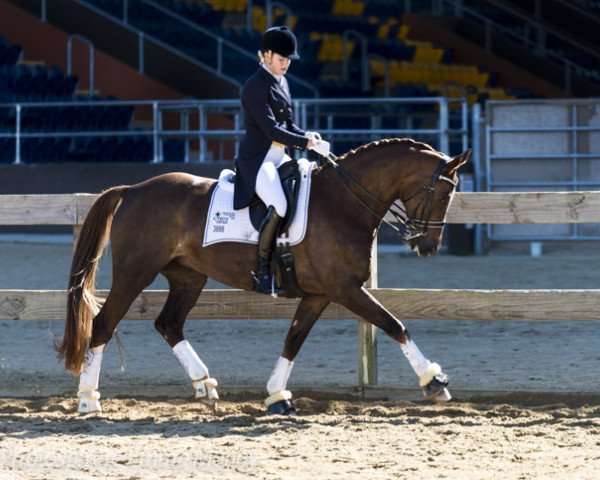 dressage horse Florett (Westphalian, 1998, from Florestan I)