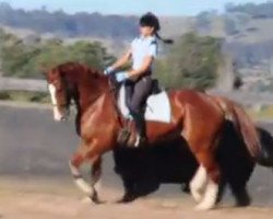 dressage horse Karingal Jamirquai (unknown, 2005, from Jive Magic)