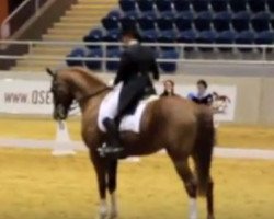 dressage horse Alicat (Hanoverian, 2003, from Alabaster)