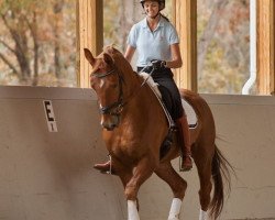 dressage horse Diamant Sky (Westphalian, 2006, from Dancing Dynamite)