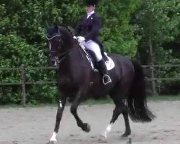 dressage horse Wodan (KWPN (Royal Dutch Sporthorse), 2003, from Osmium)