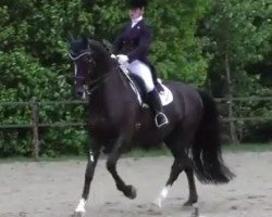 dressage horse Wodan (KWPN (Royal Dutch Sporthorse), 2003, from Osmium)