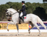 dressage horse Soberano III (Lusitano, 1999, from Hostil)