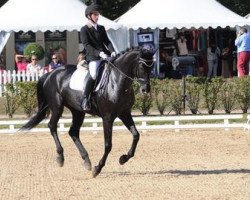 dressage horse Dewi M (KWPN (Royal Dutch Sporthorse), 2008, from Sandro Hit)