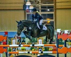 jumper Covergirl du Toultia (Zangersheide riding horse, 2008, from Hh Copin van de Broy)