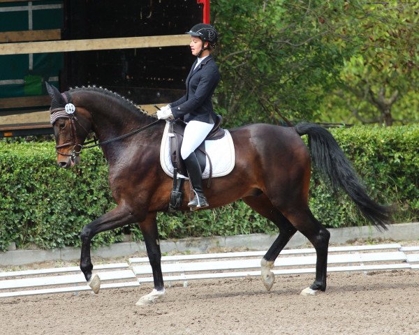 dressage horse Smirnoff (Württemberger, 2009, from Sir Alfred)