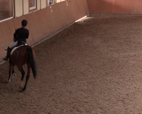 Reitturnier Halver 2020