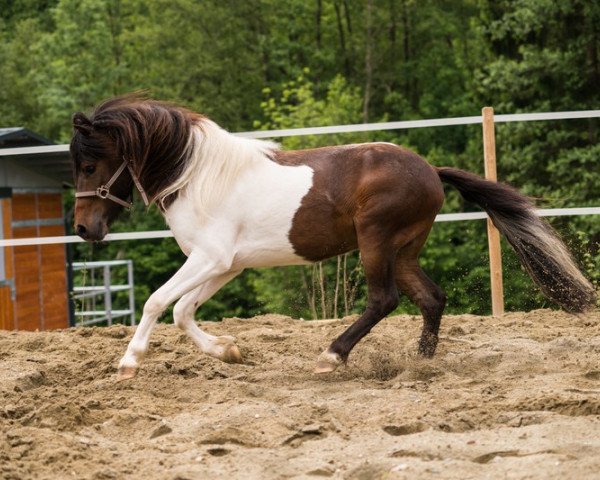 Pferd Isarons Ricky King (Dt.Part-bred Shetland Pony, 2013, von Isarons Rock'n Roll)